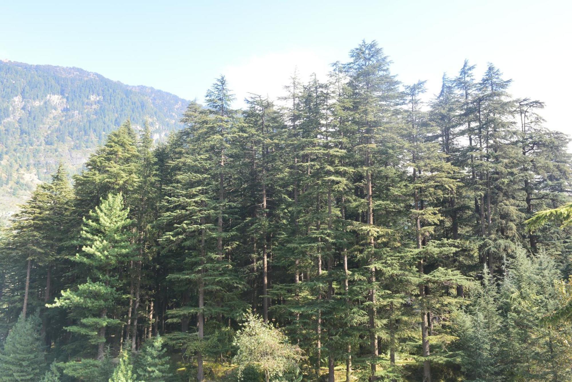 The Neelgiris Otel Manāli Dış mekan fotoğraf